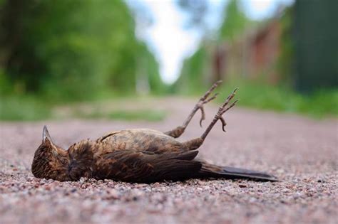 路上看到死鳥